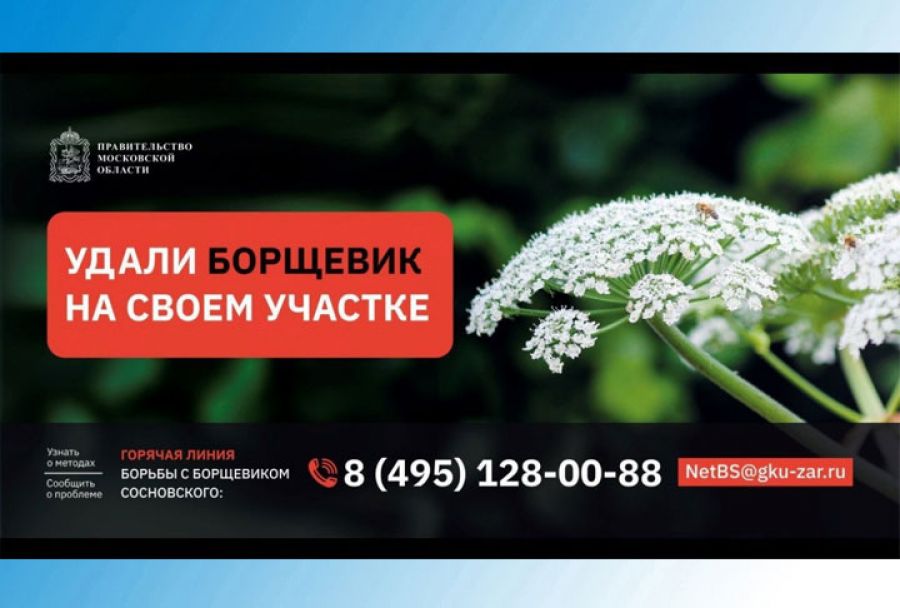 Горячая линия по вопросам борьбы с борщевиком запущена в Подмосковье