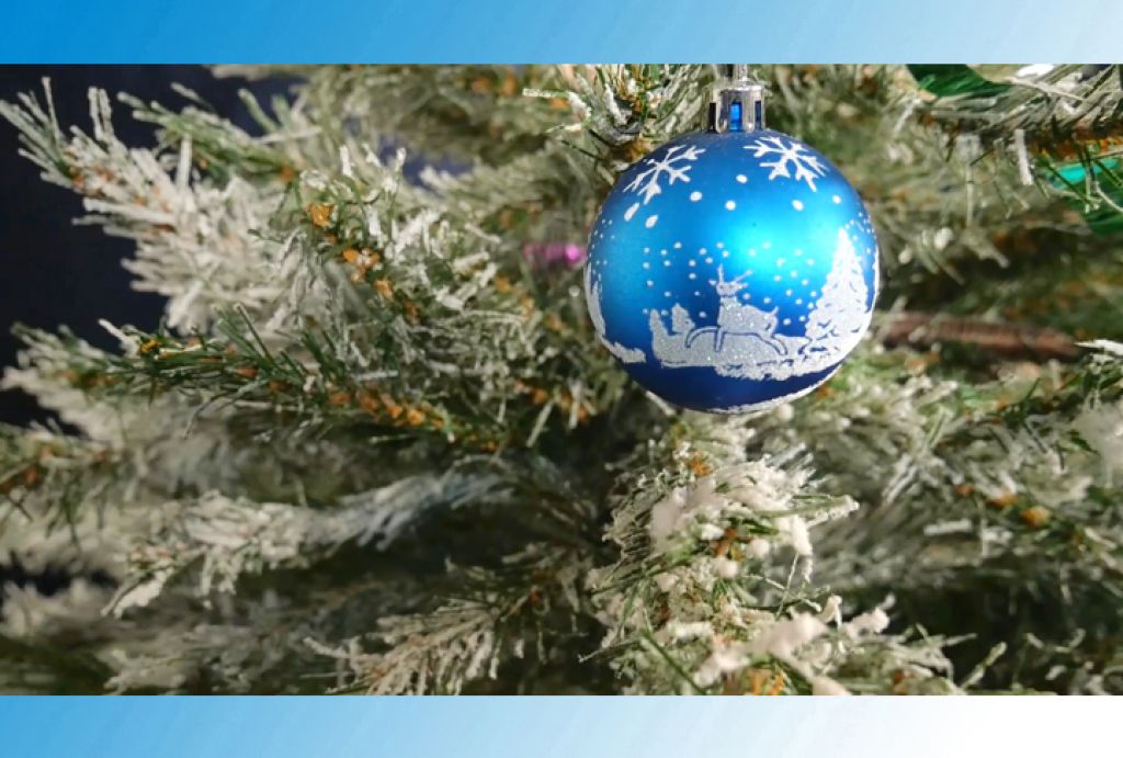Продажа елок в Московской области начнется 1 декабря