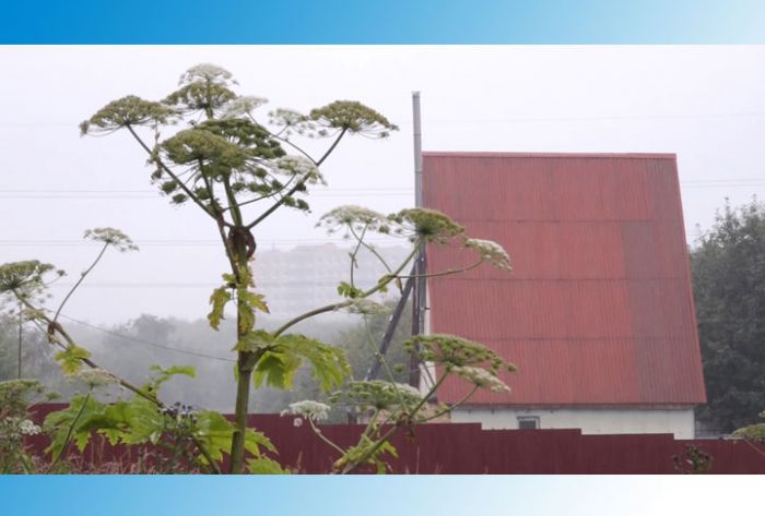 Борьба с борщевиком продолжается