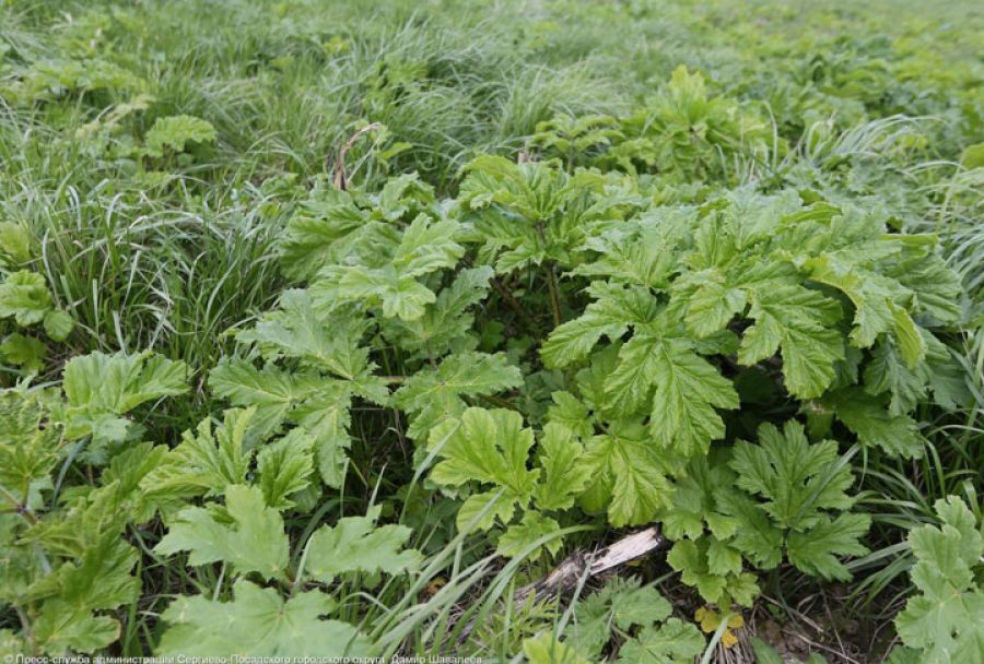 Россельхознадзор оштрафовал владельца участка в Сергиевом Посаде за запустение