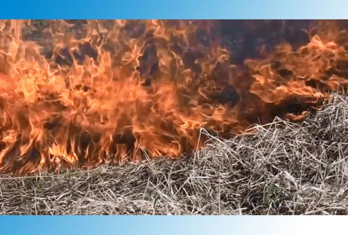 Травяной пал