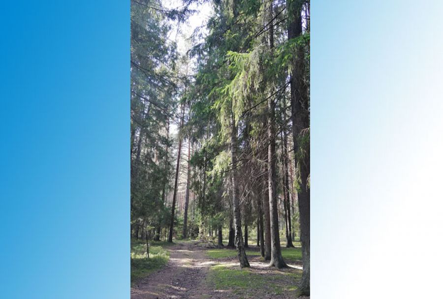 В Закубежье проведут санитарную вырубку леса