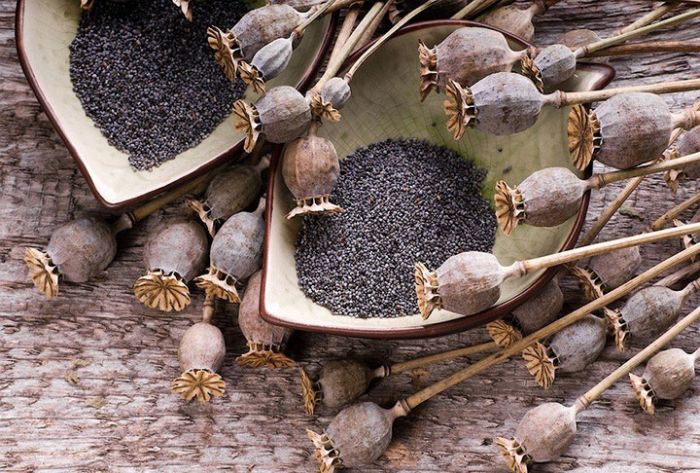 Омбудсмен РФ предложила убрать пищевой мак из перечня наркотиков