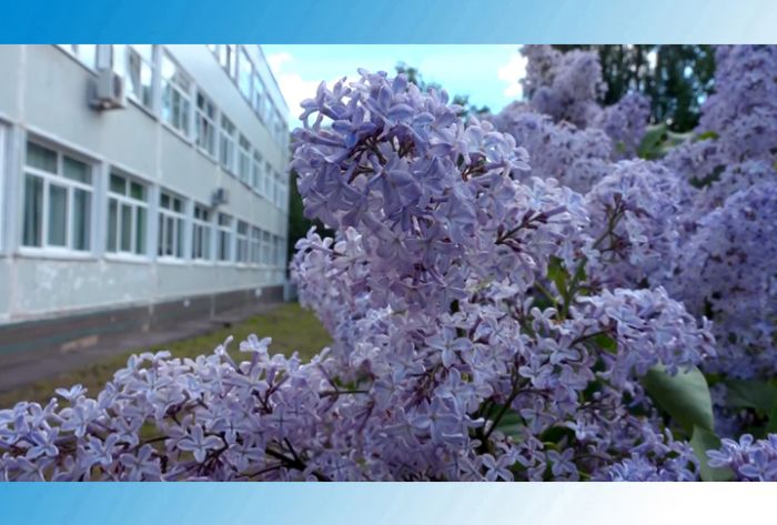 Отвлечься от экзаменов и полюбоваться сиренью
