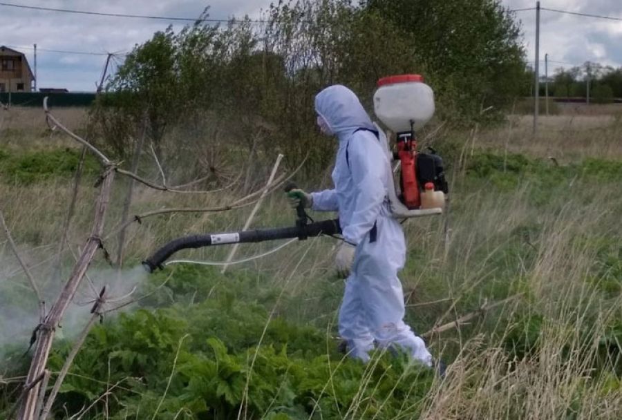 Завершен первый этап борьбы с борщевиком в Сергиево-Посадском округе