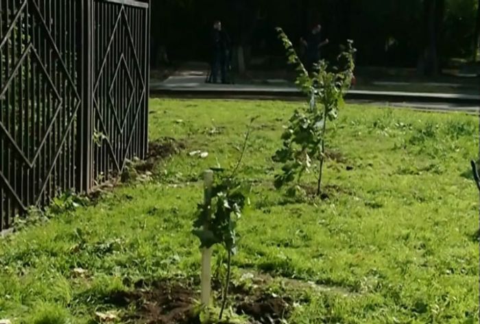 В Подмосковье прошла ежегодная акция &laquo;Наш Лес. Посади своё дерево&raquo;