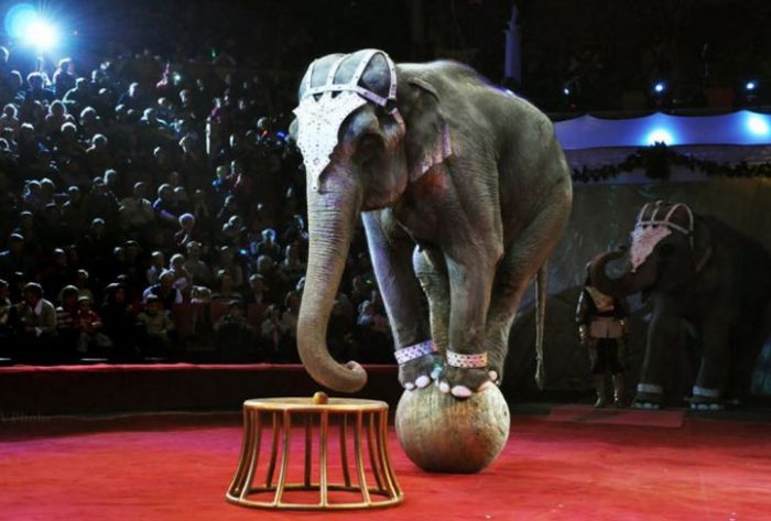 В Швеции запретили использовать слонов и морских львов в цирке
