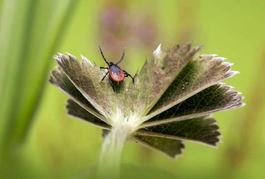 Врач Сергиево-Посадской РБ рассказал, как действовать в случае укуса клеща