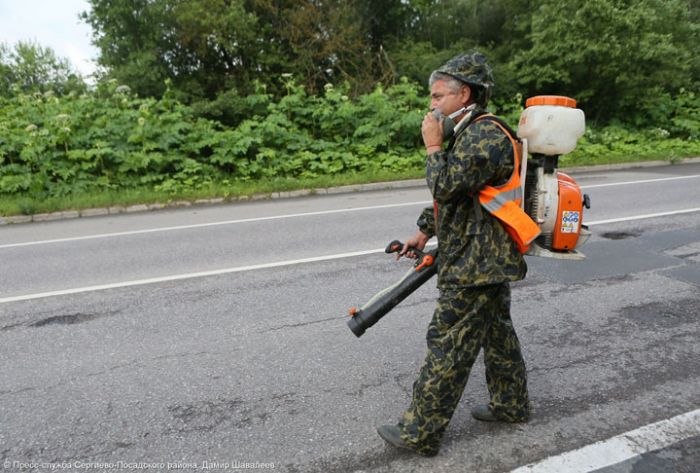 Около 2000 га обработают от борщевика в Сергиево-Посадском округе