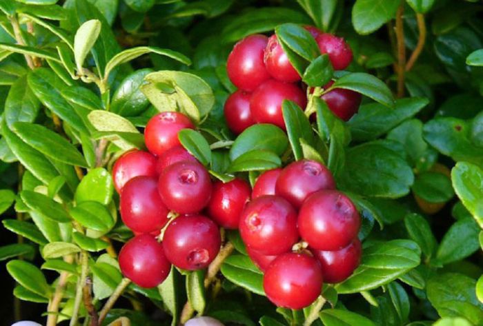 Обнаружена &laquo;исчезнувшая&raquo; 100 лет назад ягода