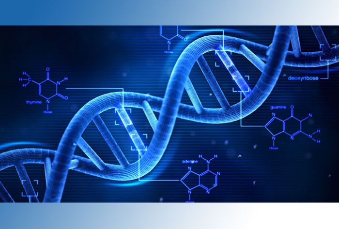 Ученые изобрели приложение для онлайн-знакомств по совместимости ДНК