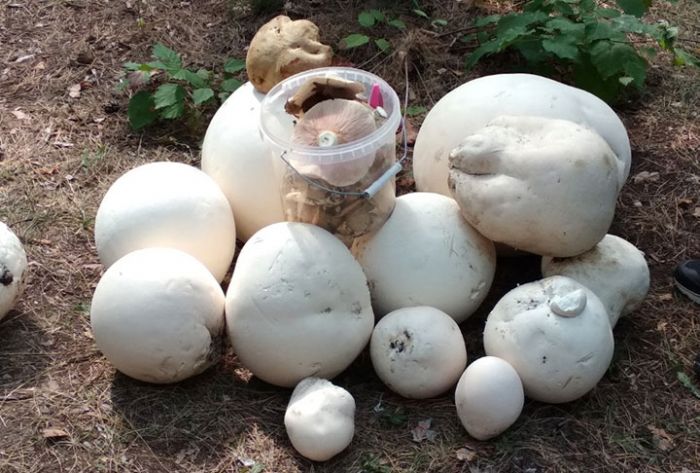 Вот это грибочки: Самарец похвастался найденными огромными дождевиками