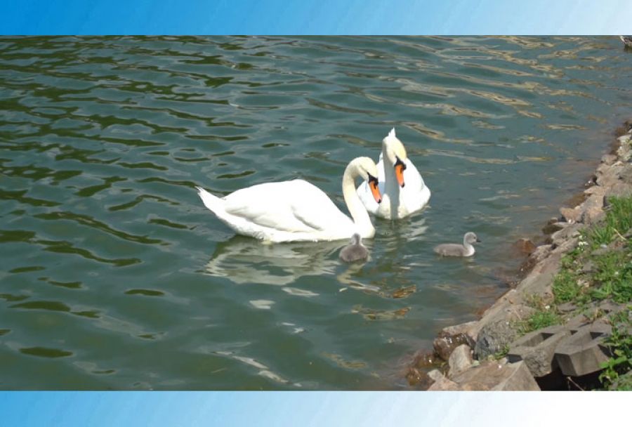 Рождение птенцов на Белом пруду