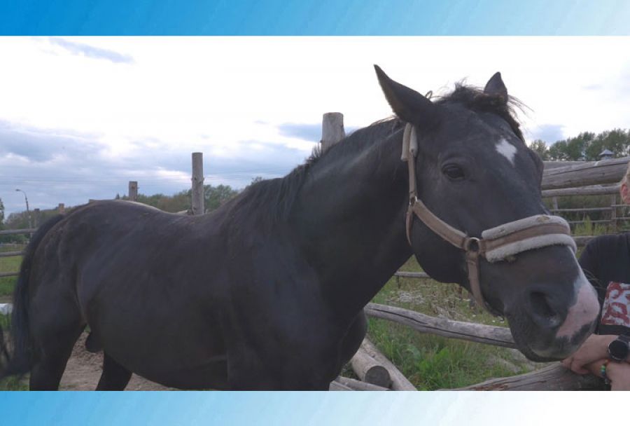 От топота копыт пыль по полю летит&hellip;