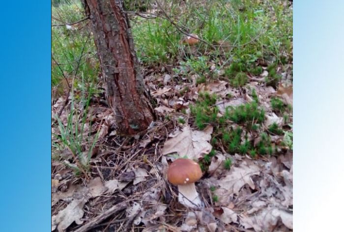 Пункты приема лесных грибов, ягод и орехов могут снова появиться в РФ