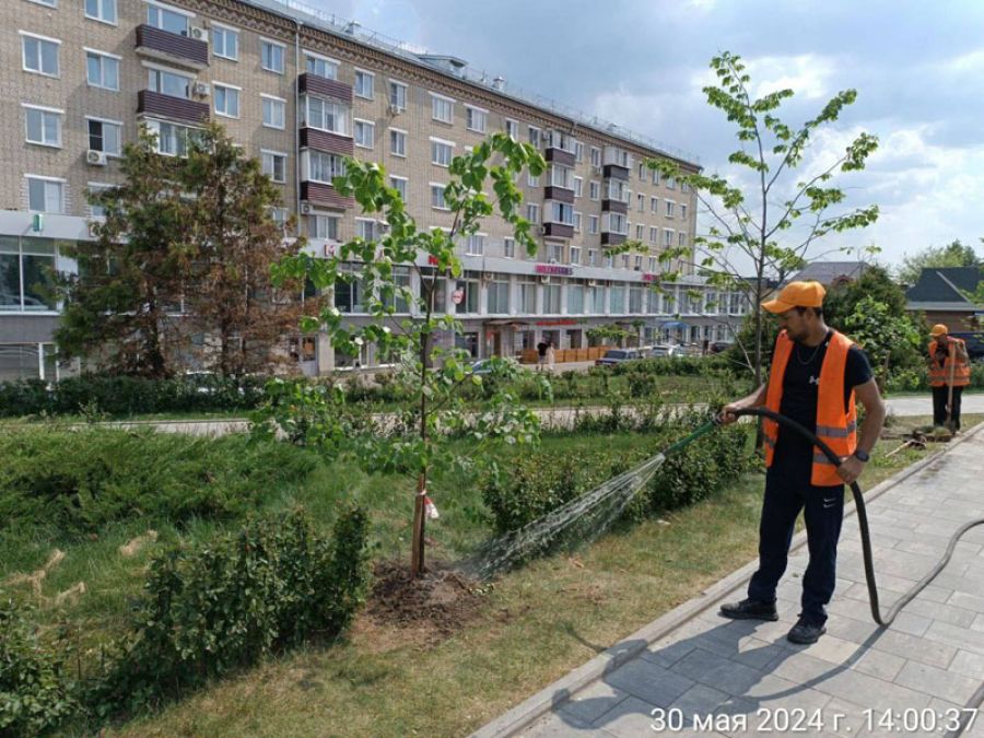 Сломанные деревья в центре Сергиева Посада заменили на новые