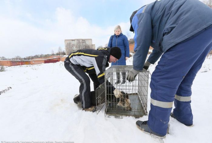 ТОП-10 Подмосковья по отлову бродячих животных