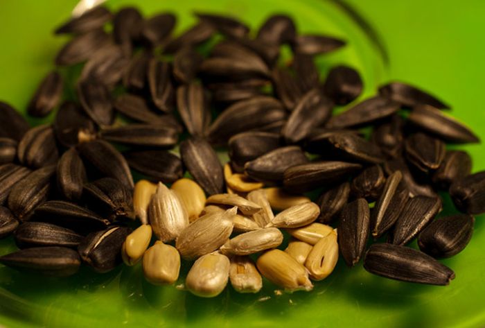 Стартует зимняя акция &laquo;Покорми птиц&raquo;